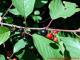 Rhamnus frangula